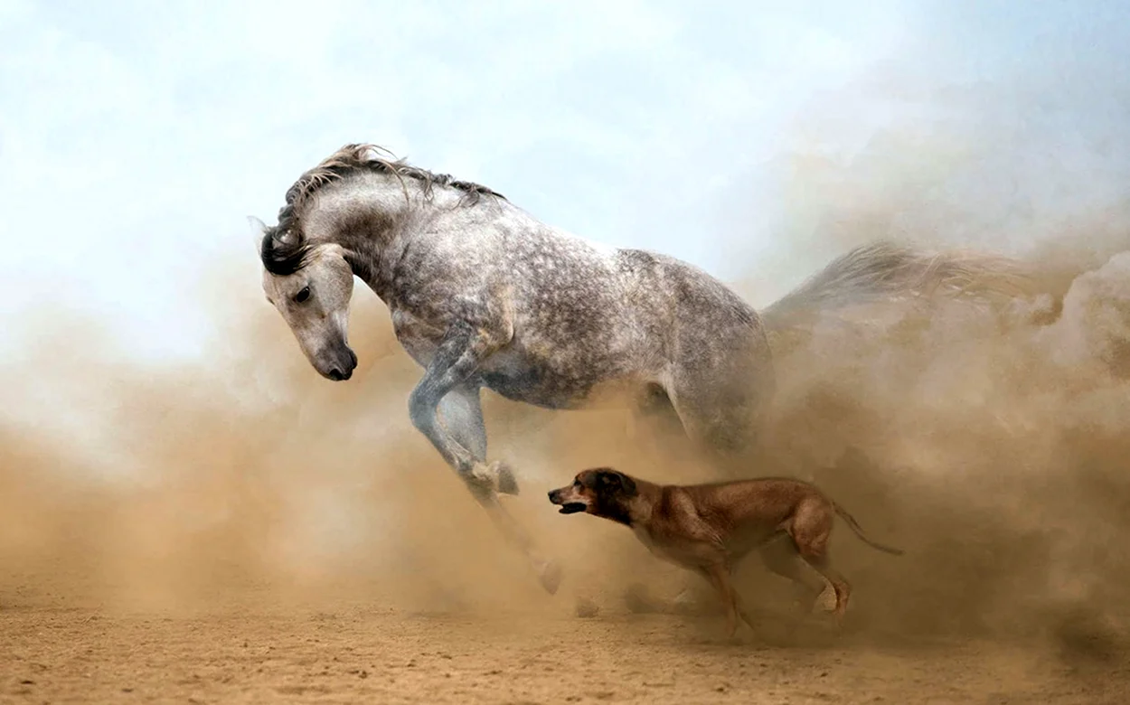 Лошадь в пыли. Красивое животное