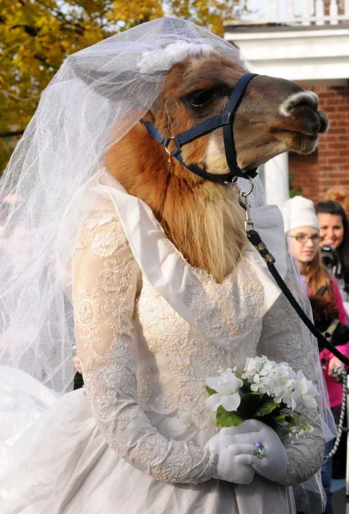 Лошадь в свадебном платье. Прикольная картинка