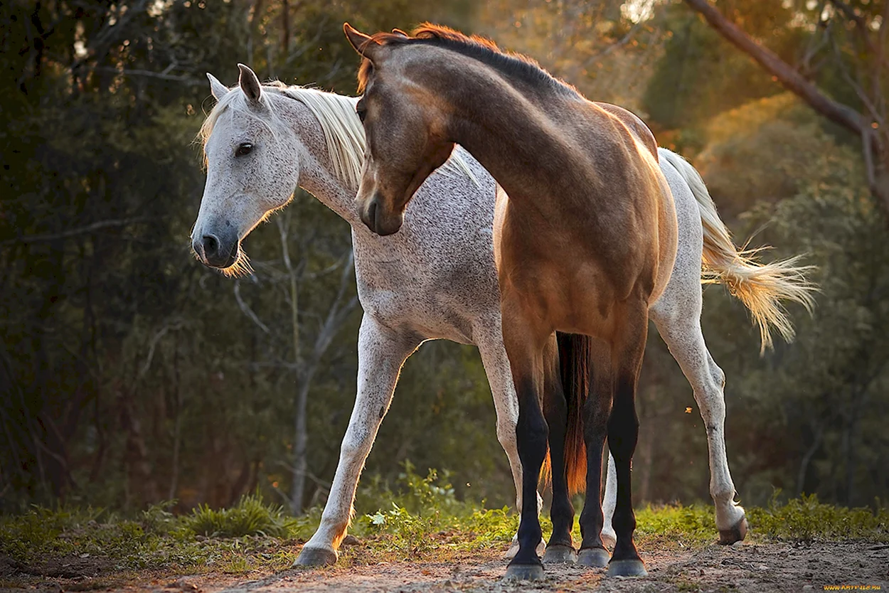 Лошади. Красивое животное