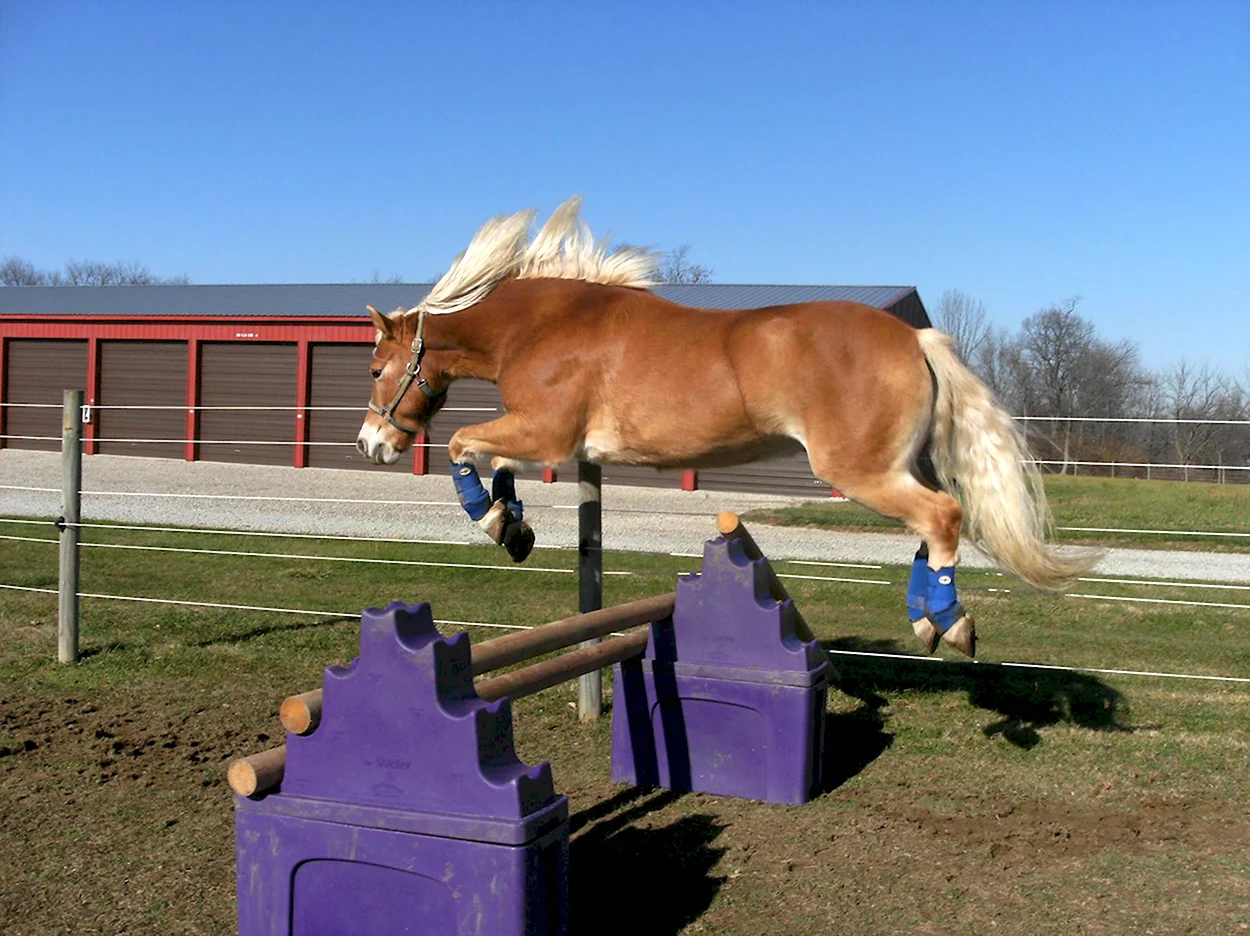 Лошади которые прыгают. Красивое животное