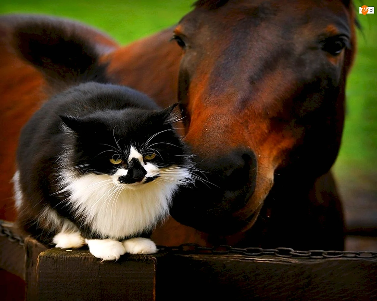 Лошади коты и собаки. Красивое животное