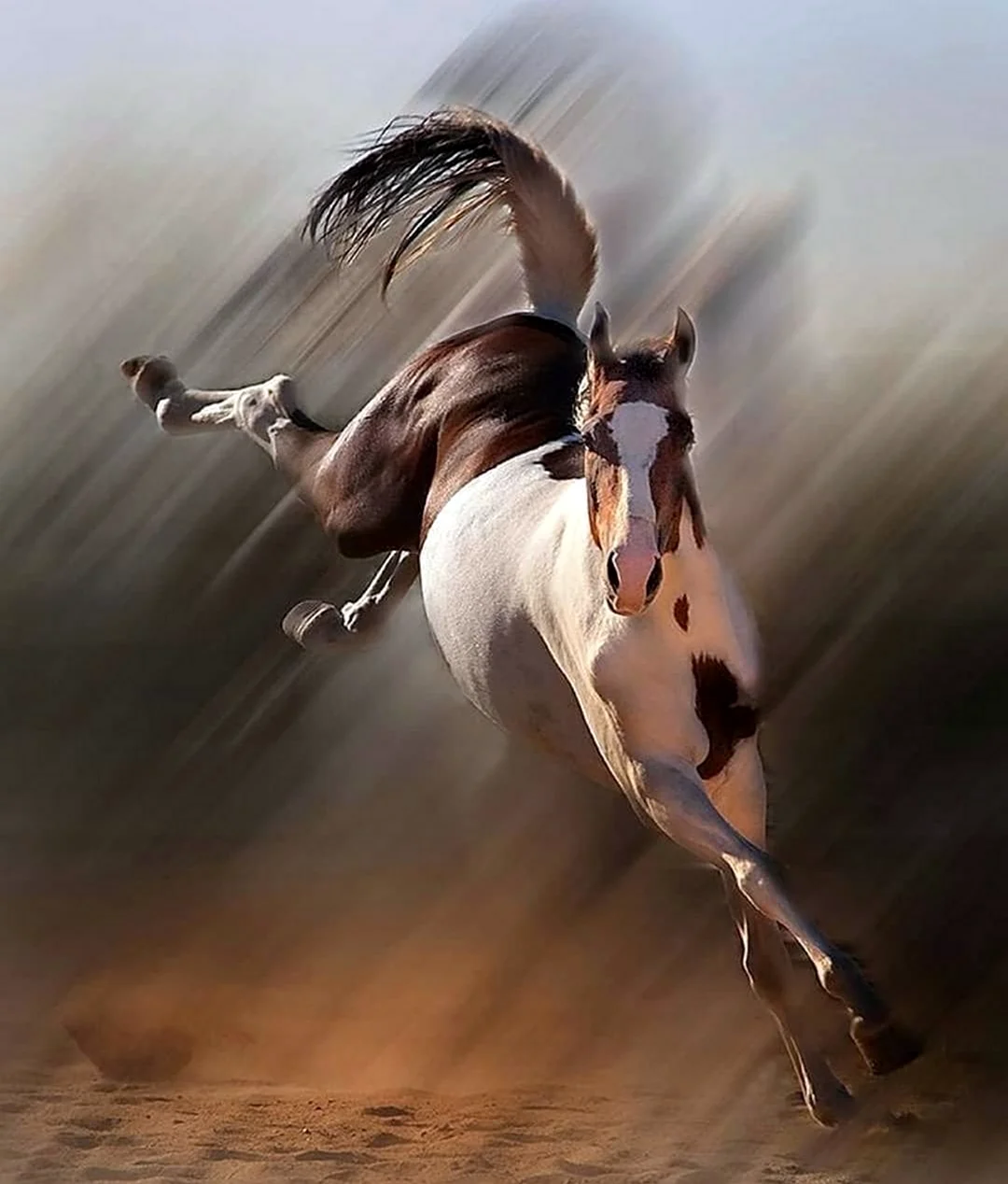 Лошади красивые позы. Красивое животное