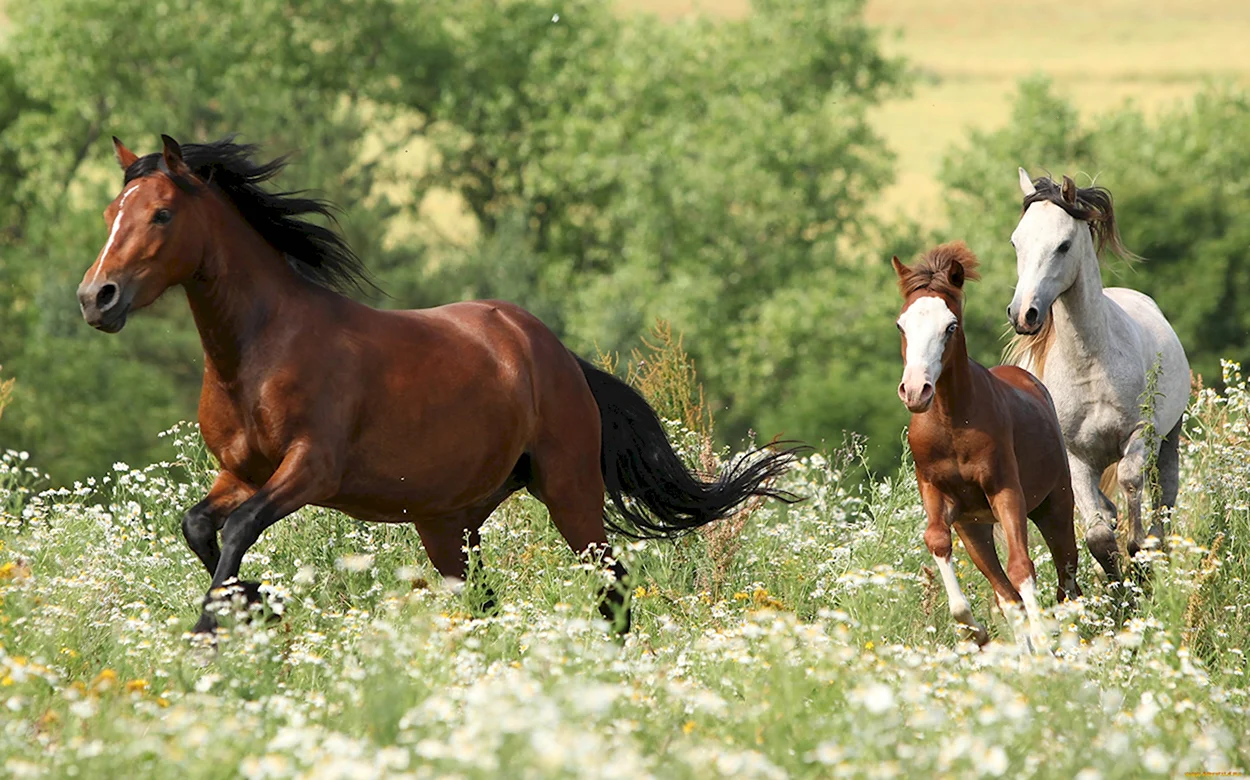 Лошади на лугу. Красивое животное