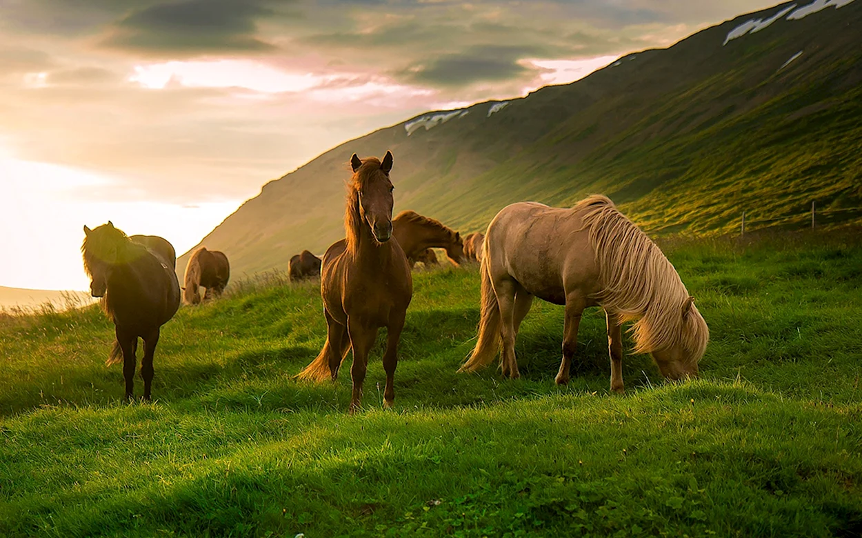 Лошади на природе. Красивое животное