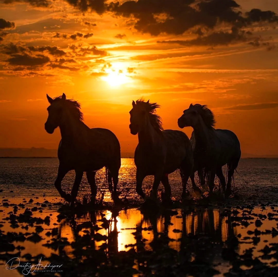 Лошади на закате. Красивое животное