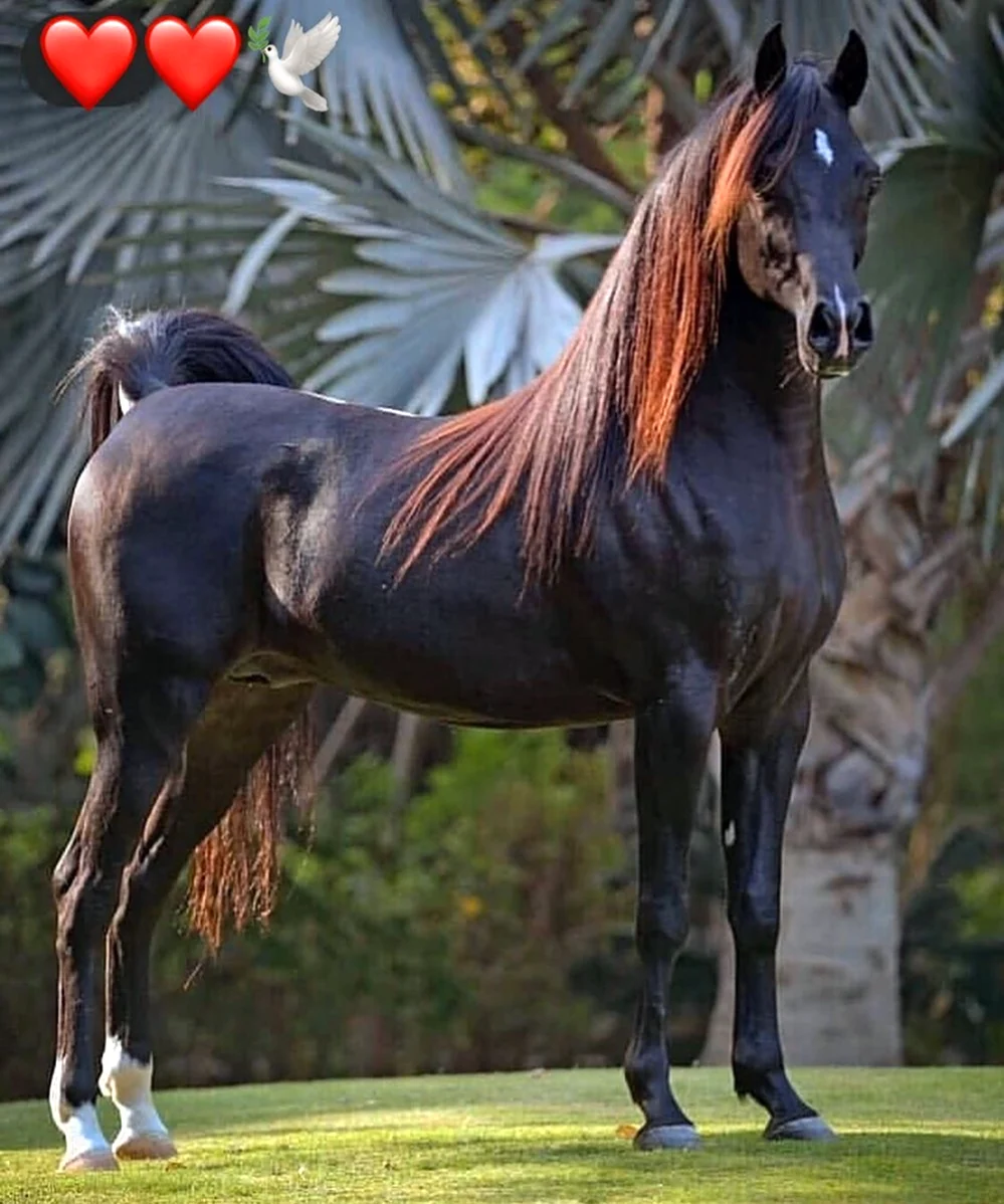 Лошади породы арабская чистокровная. Красивое животное