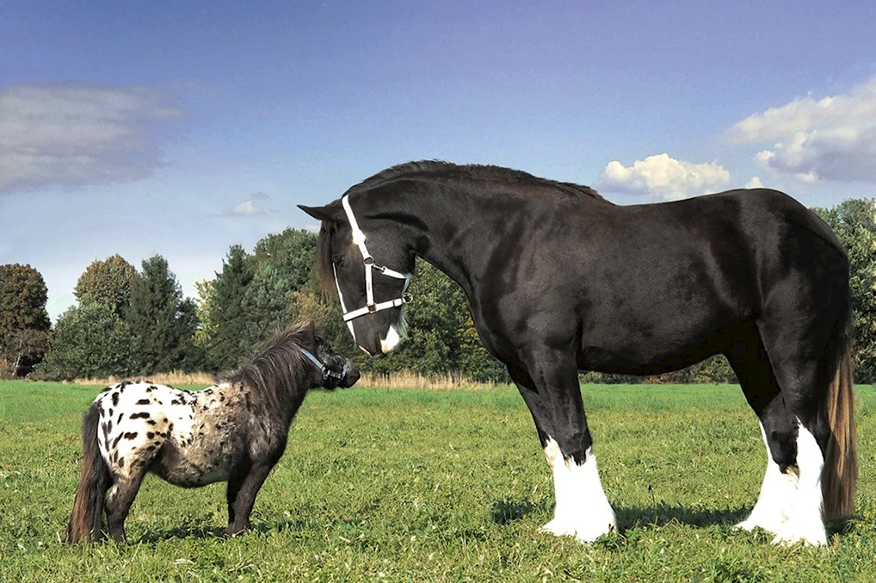 Лошади породы Фалабелла. Красивое животное
