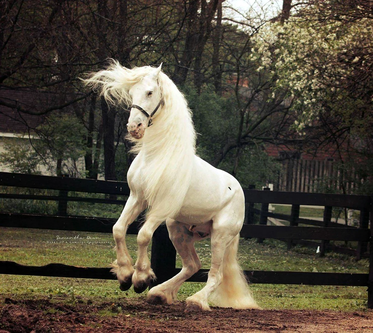 Лошади породы фриз альбинос. Красивое животное