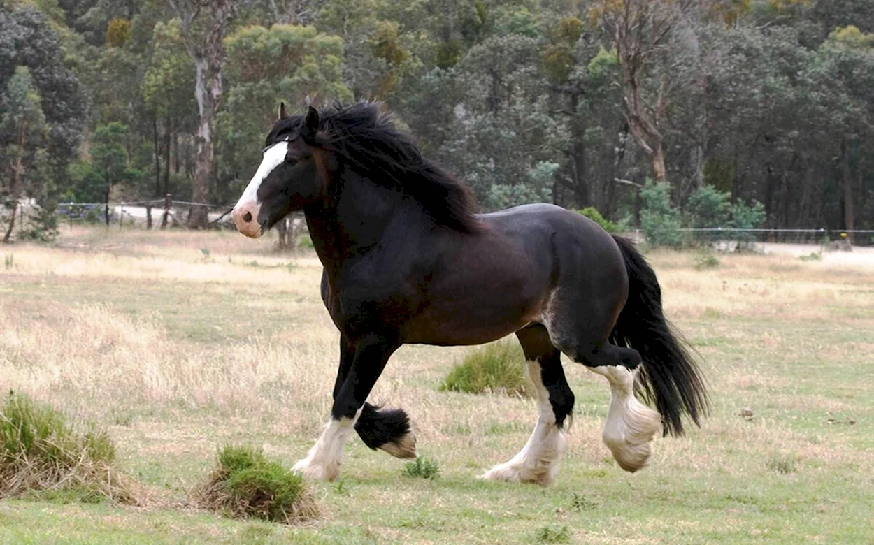 Лошади породы Шайр. Красивое животное
