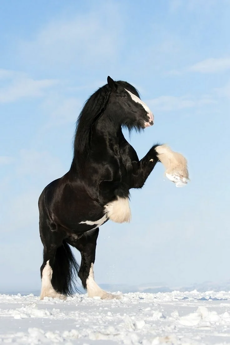 Лошади породы Шайр. Красивое животное