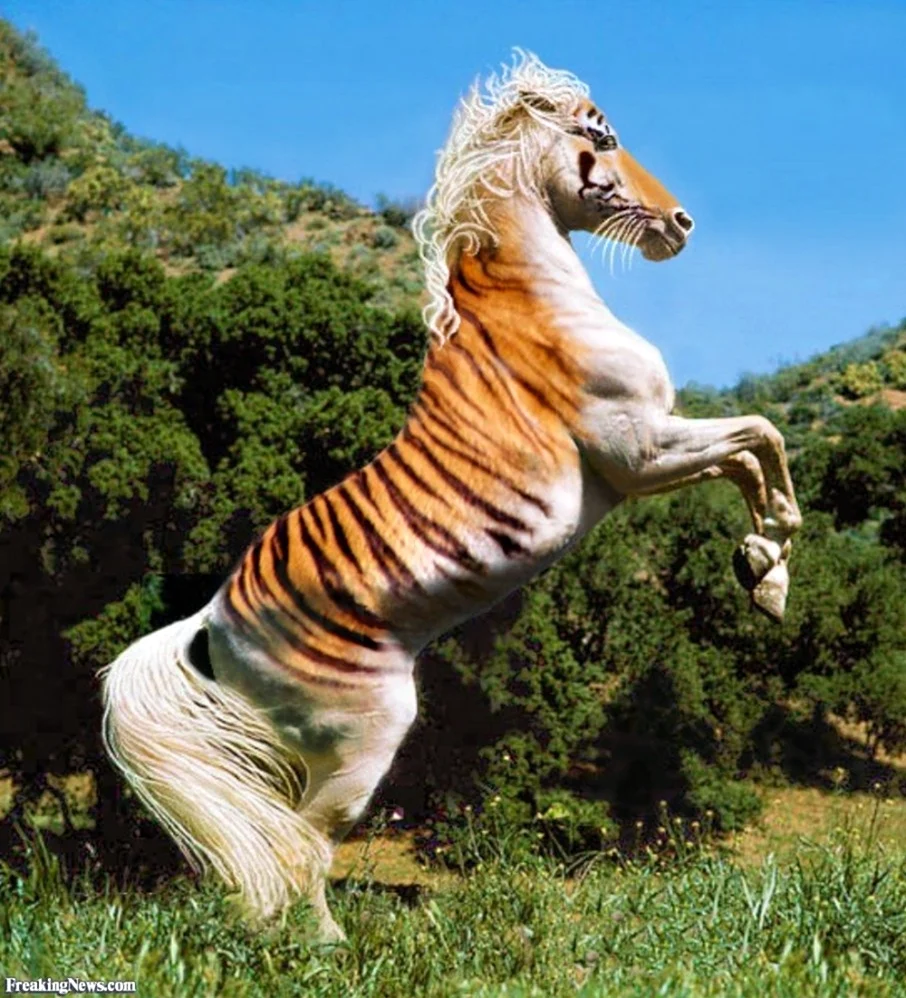 Лошади породы Тайгер. Красивое животное