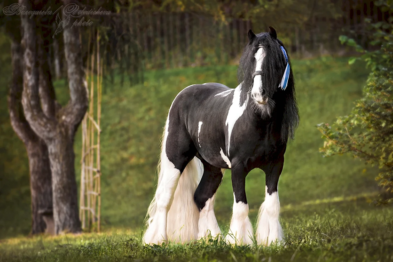 Лошади породы Тинкер. Красивое животное