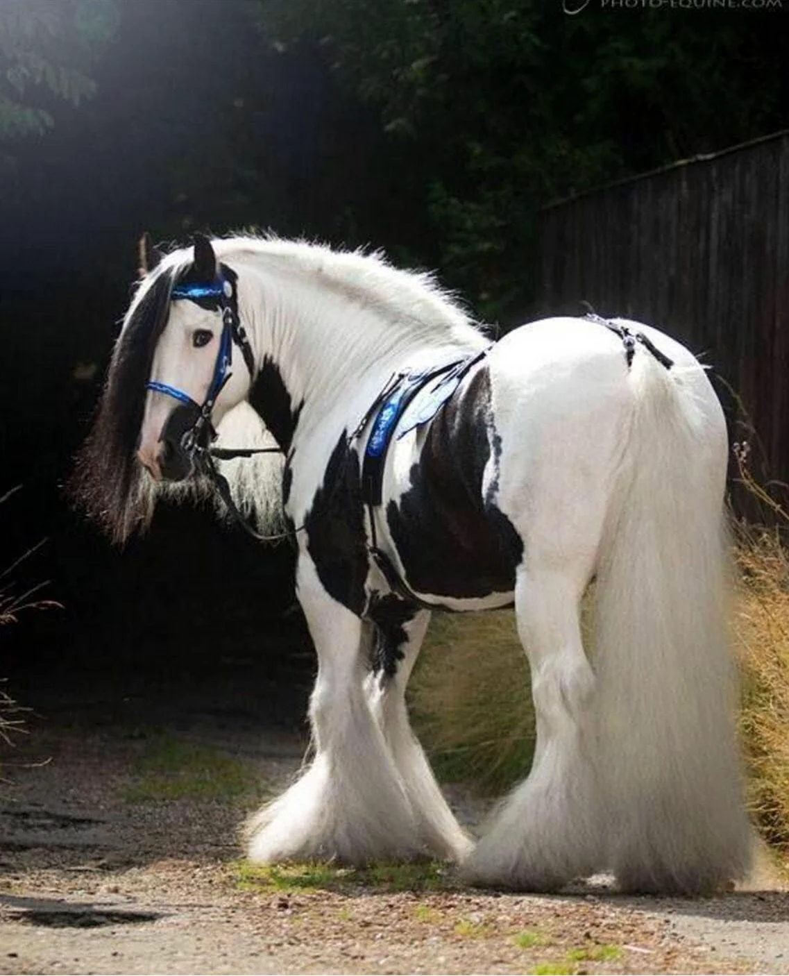 Лошади породы Тинкер. Красивое животное