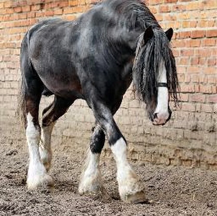 Лошади породы Владимирский тяжеловоз. Красивое животное