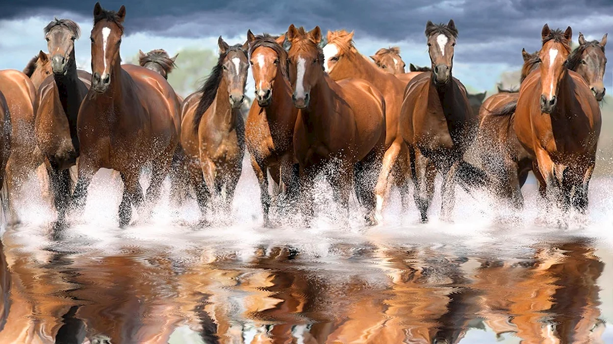 «Лошади в океане» Николая Гусарова. Красивое животное