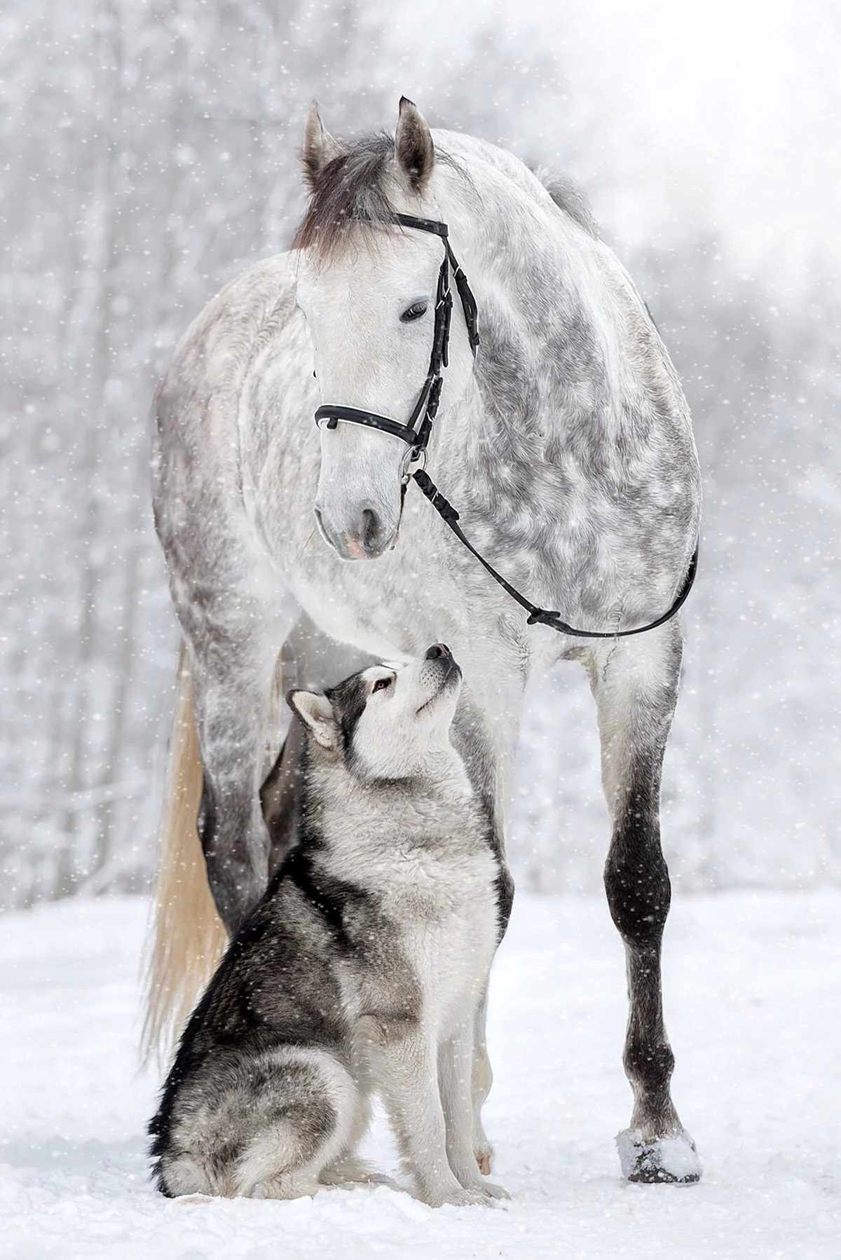 Лошади зимой. Красивое животное