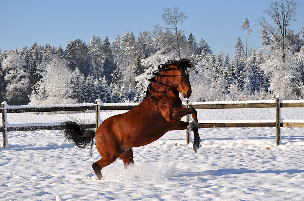 Лошади зимой. Красивое животное