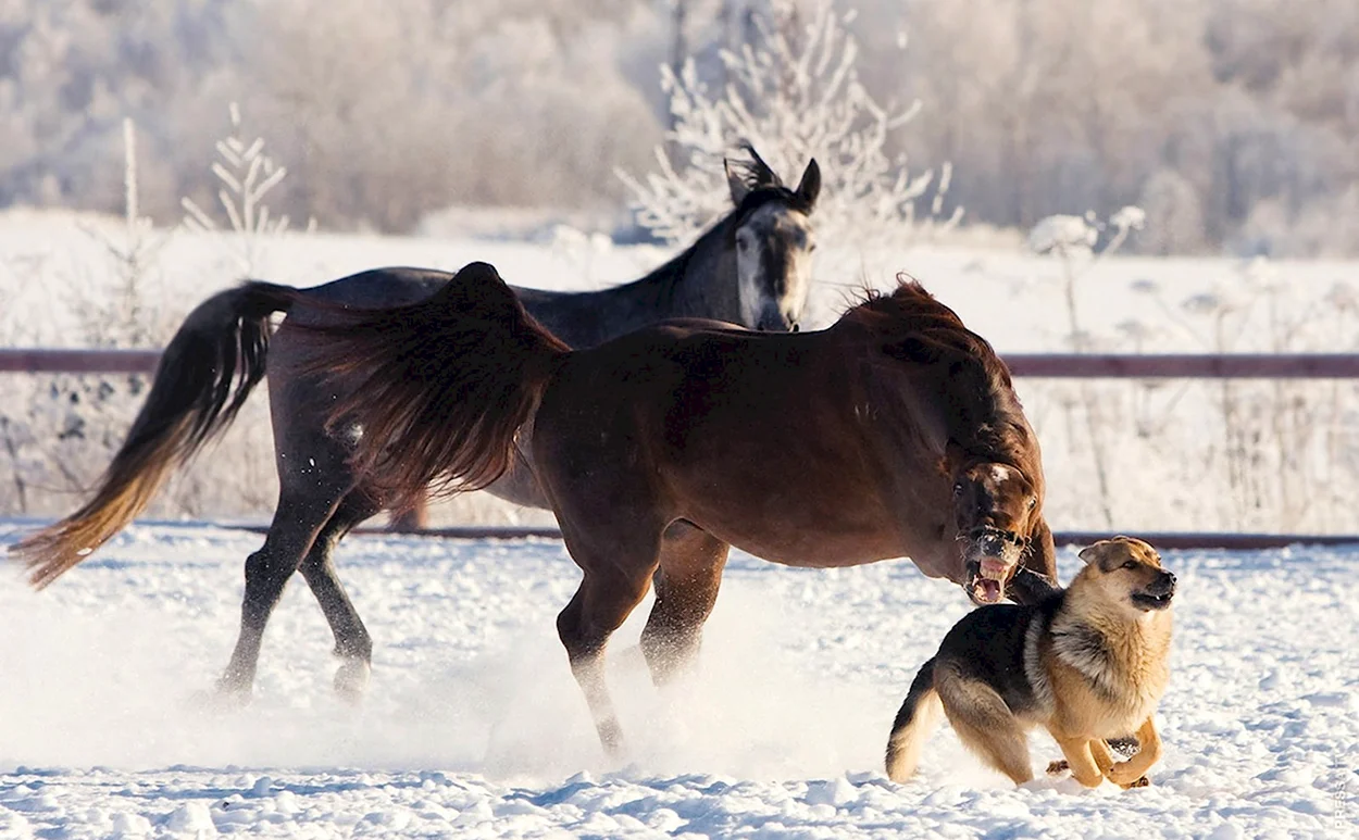 Лошади зимой красивые фото. Красивое животное