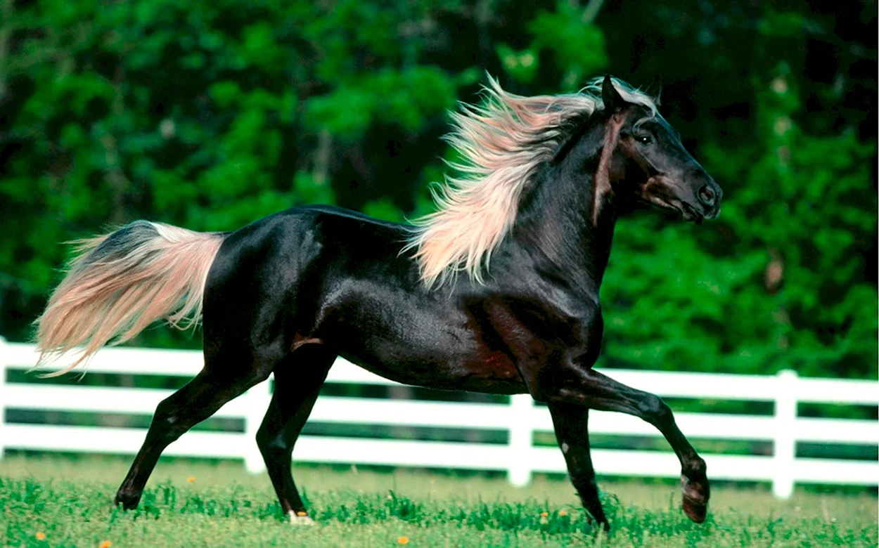 Лошадки. Красивое животное