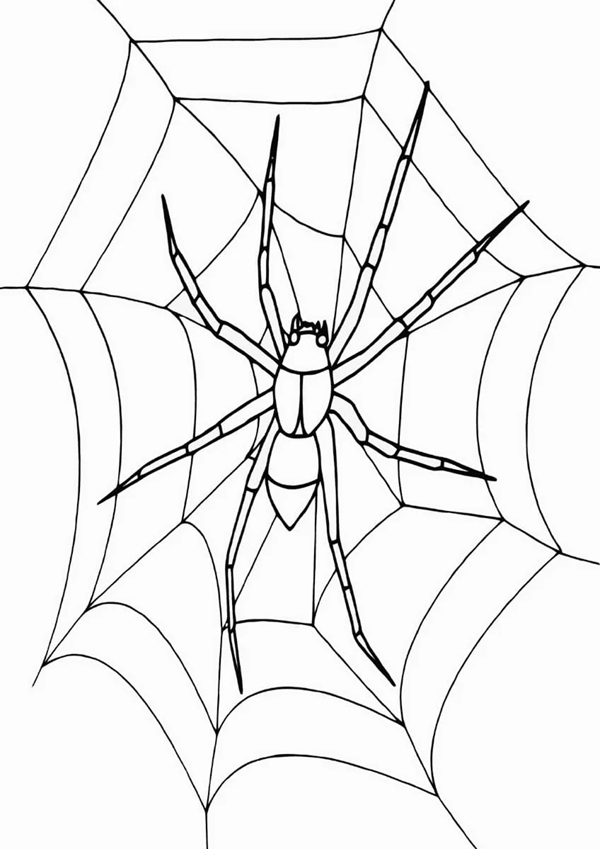 Ловчая сеть паука. Для срисовки