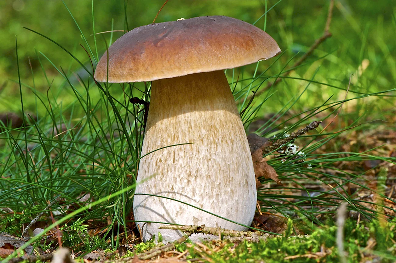 Ложный Боровик белый гриб. Картинка