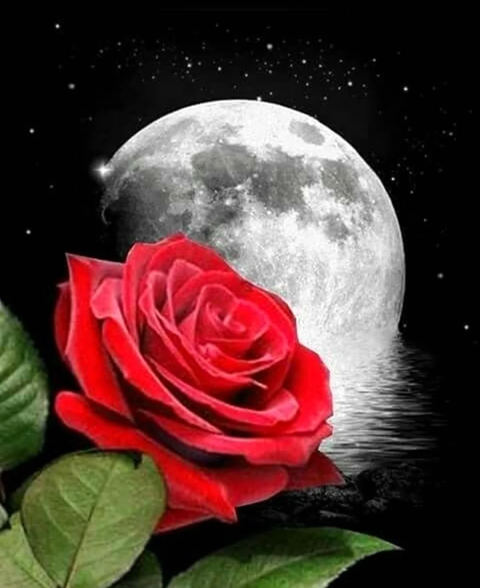 Луна и цветы. Красивая картинка