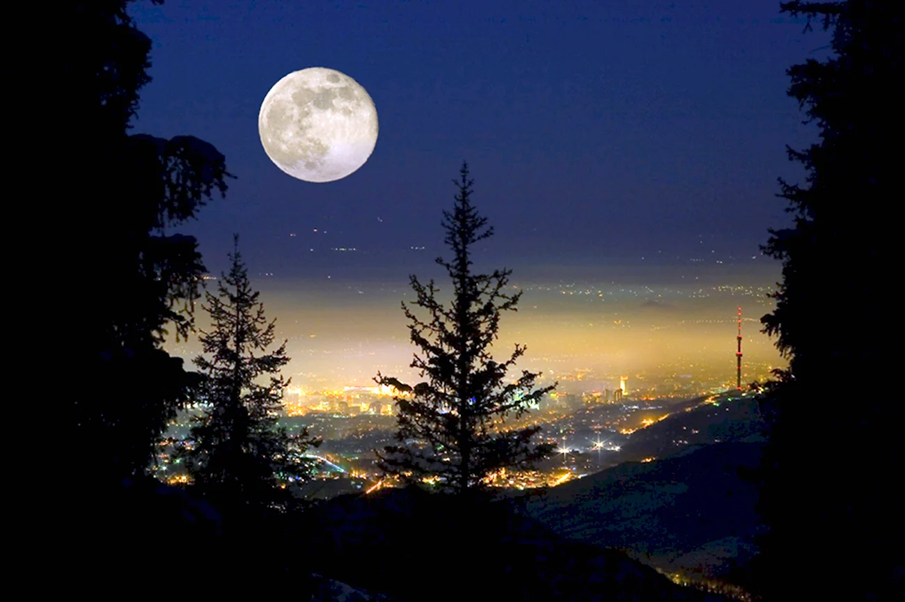 Луна в лесу. Красивая картинка