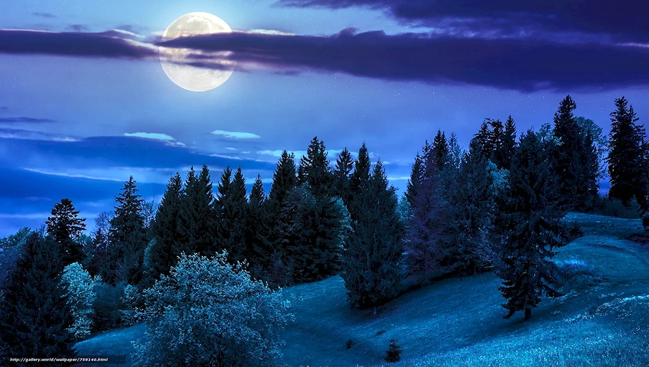 Лунная ночь в лесу. Красивая картинка