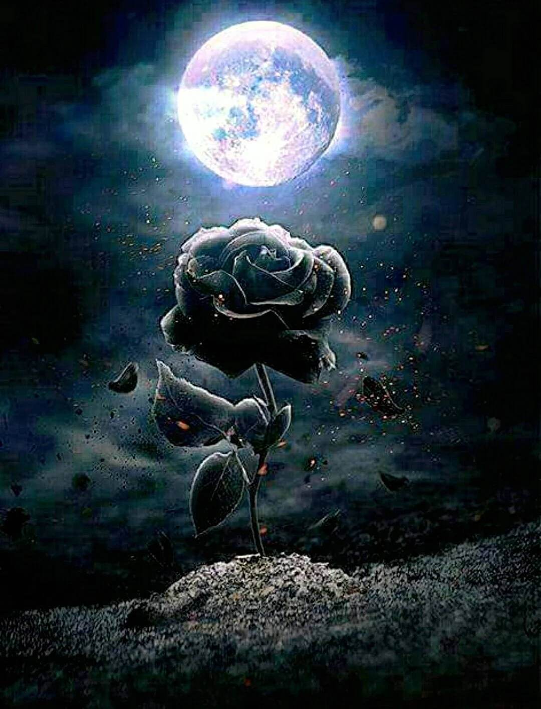 Лунная роза. Красивая картинка
