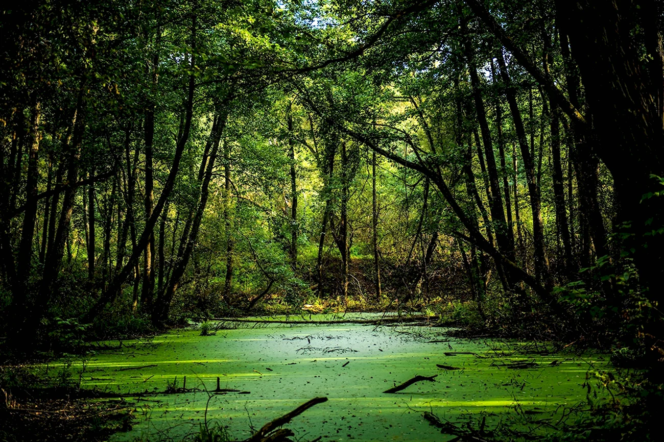 Лупишкинское болото. Картинка