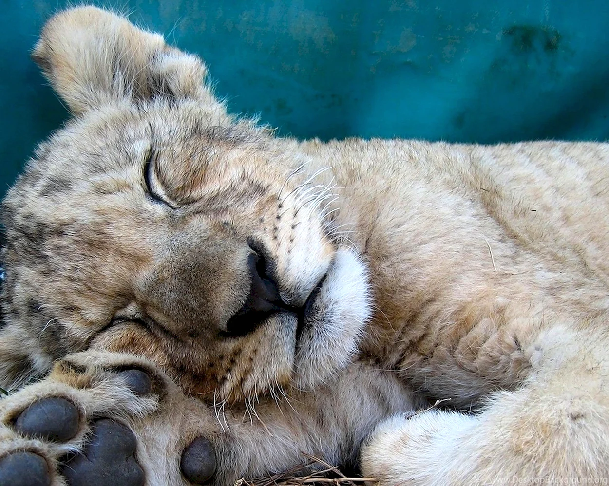 Львенок спит. Красивое животное
