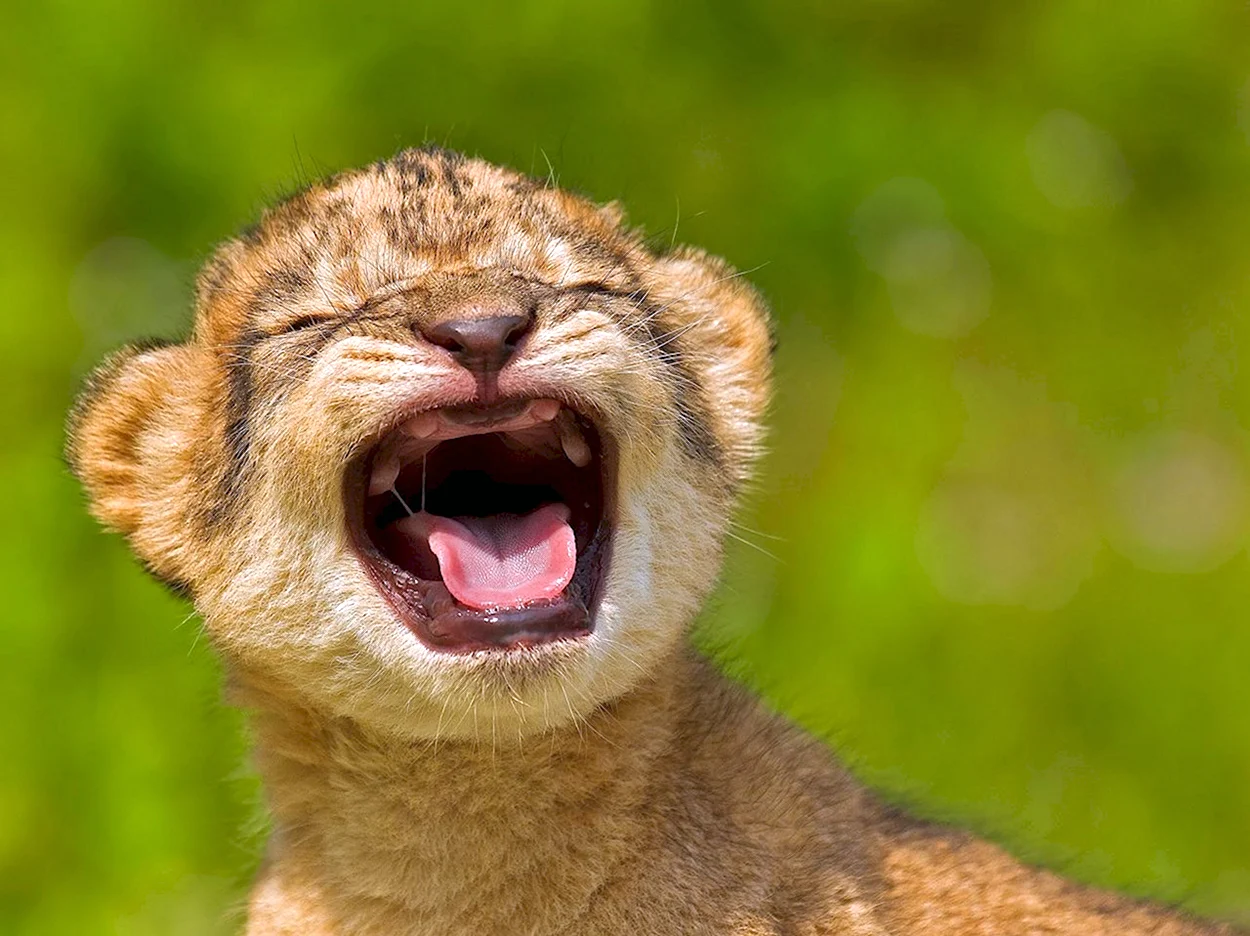Львенок зевает. Красивое животное