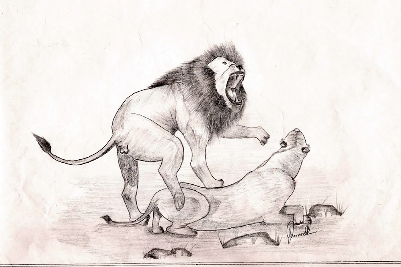 Львы дерутся рисунок. Для срисовки