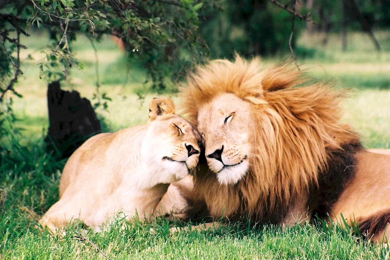 Львы любовь. Красивая картинка
