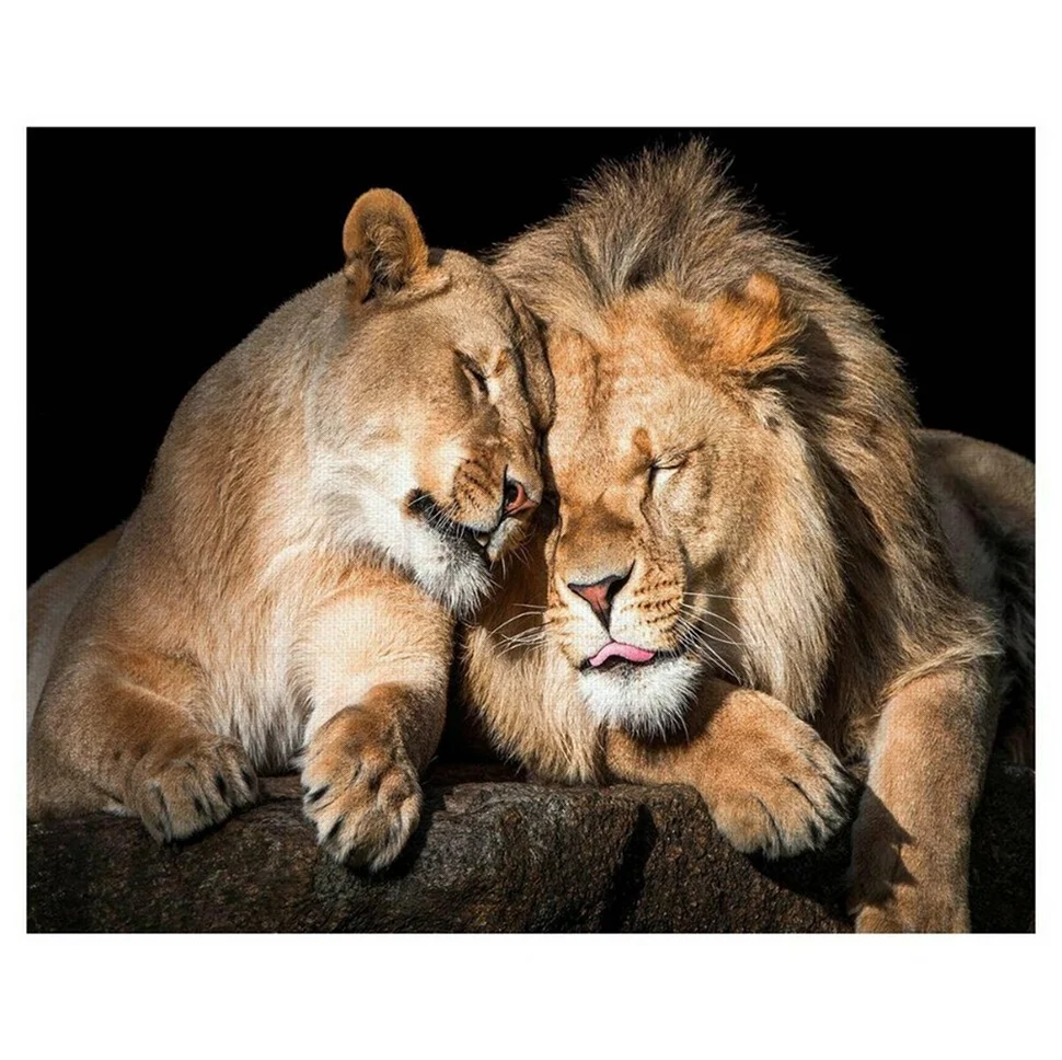 Львы обнимаются. Красивая картинка