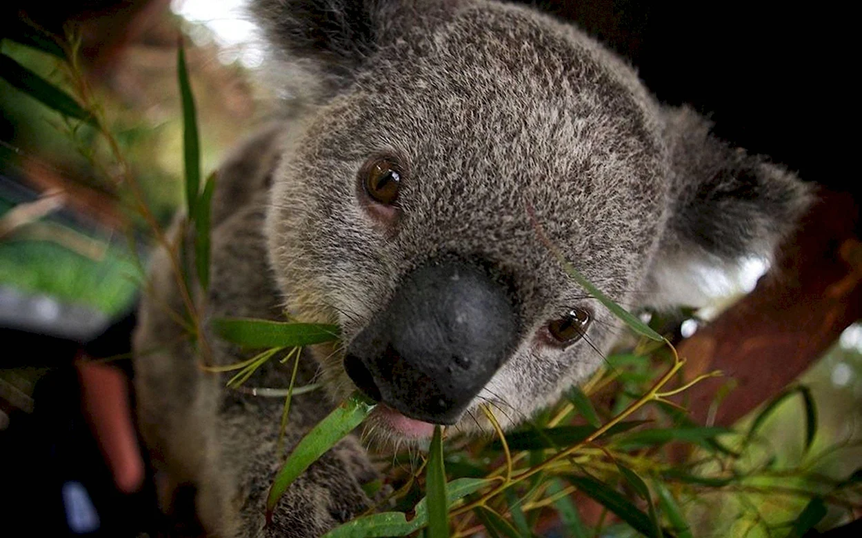 Лысая коала. Красивое животное