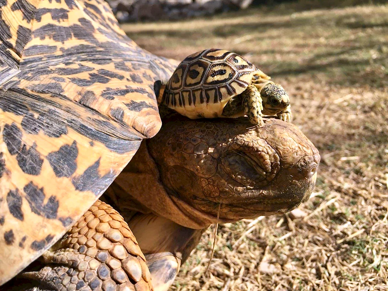 Мадагаскарская клювогрудая черепаха. Красивое животное