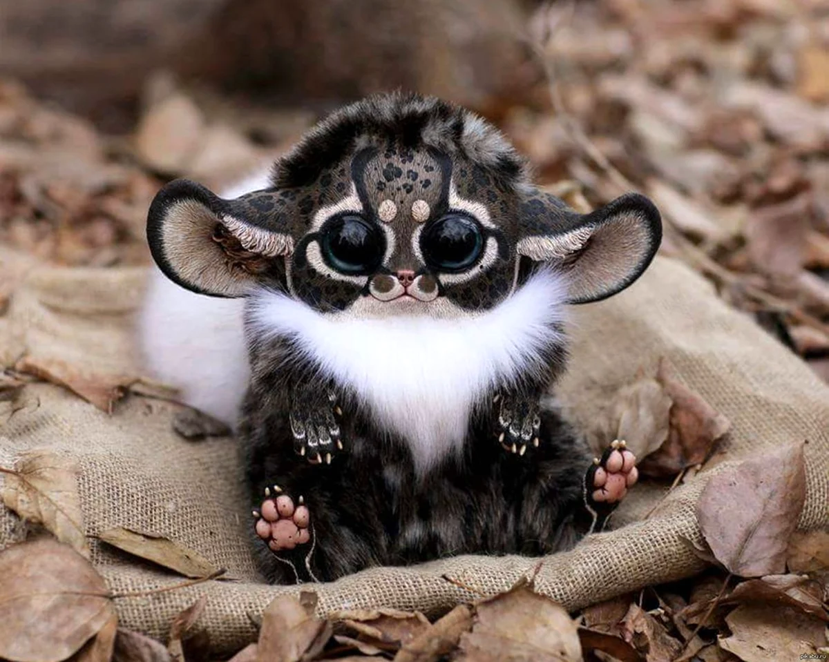 Мадагаскарский глазоух. Красивое животное