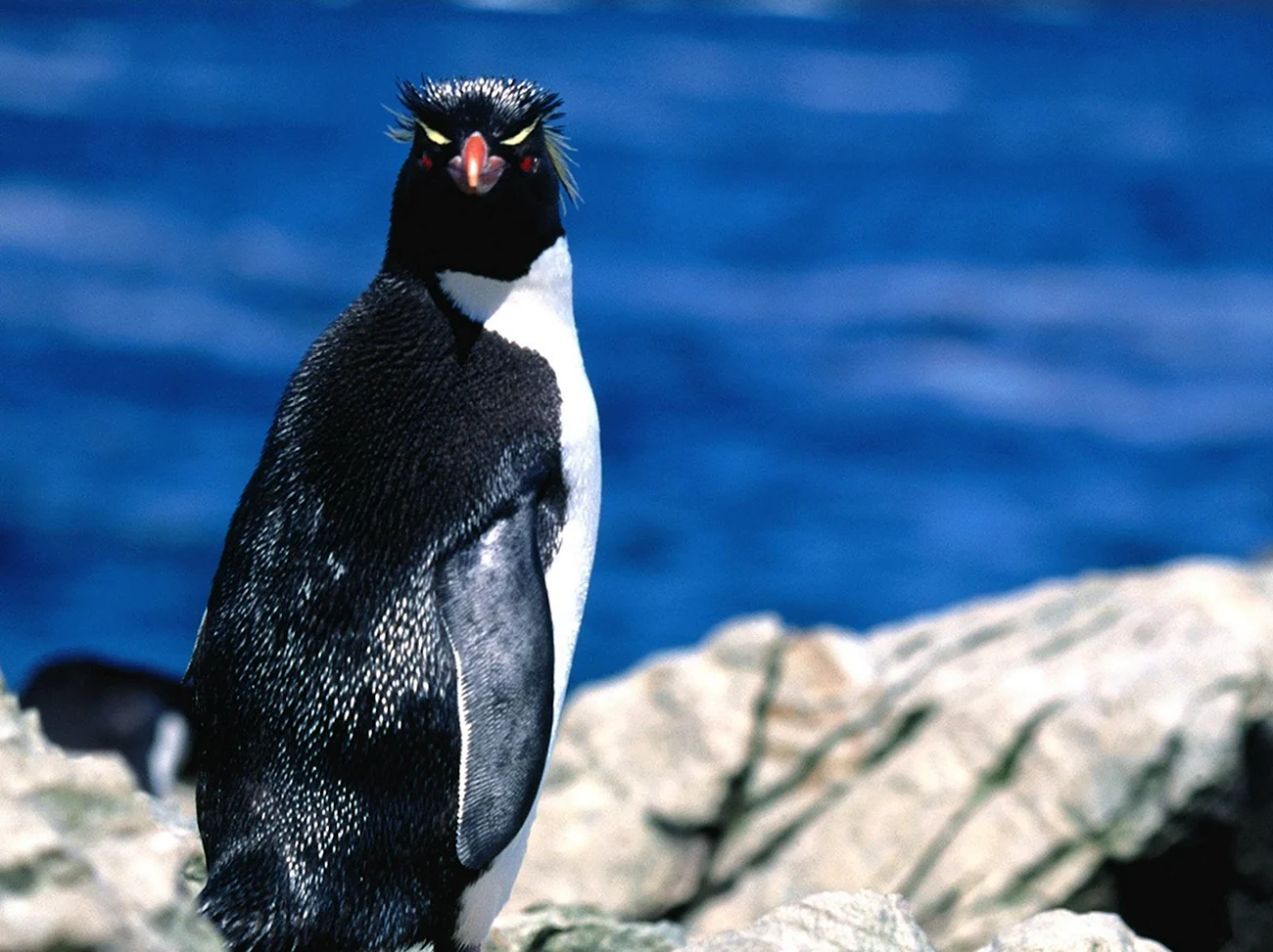 Мадагаскарский Пингвин птица. Картинка