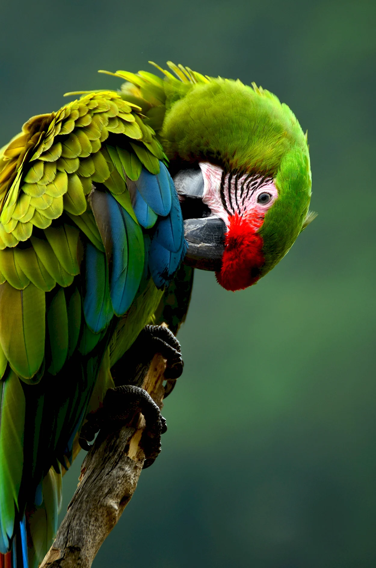 Мадагаскарский попугай. Красивое животное