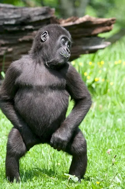 Маймун горилла. Картинка