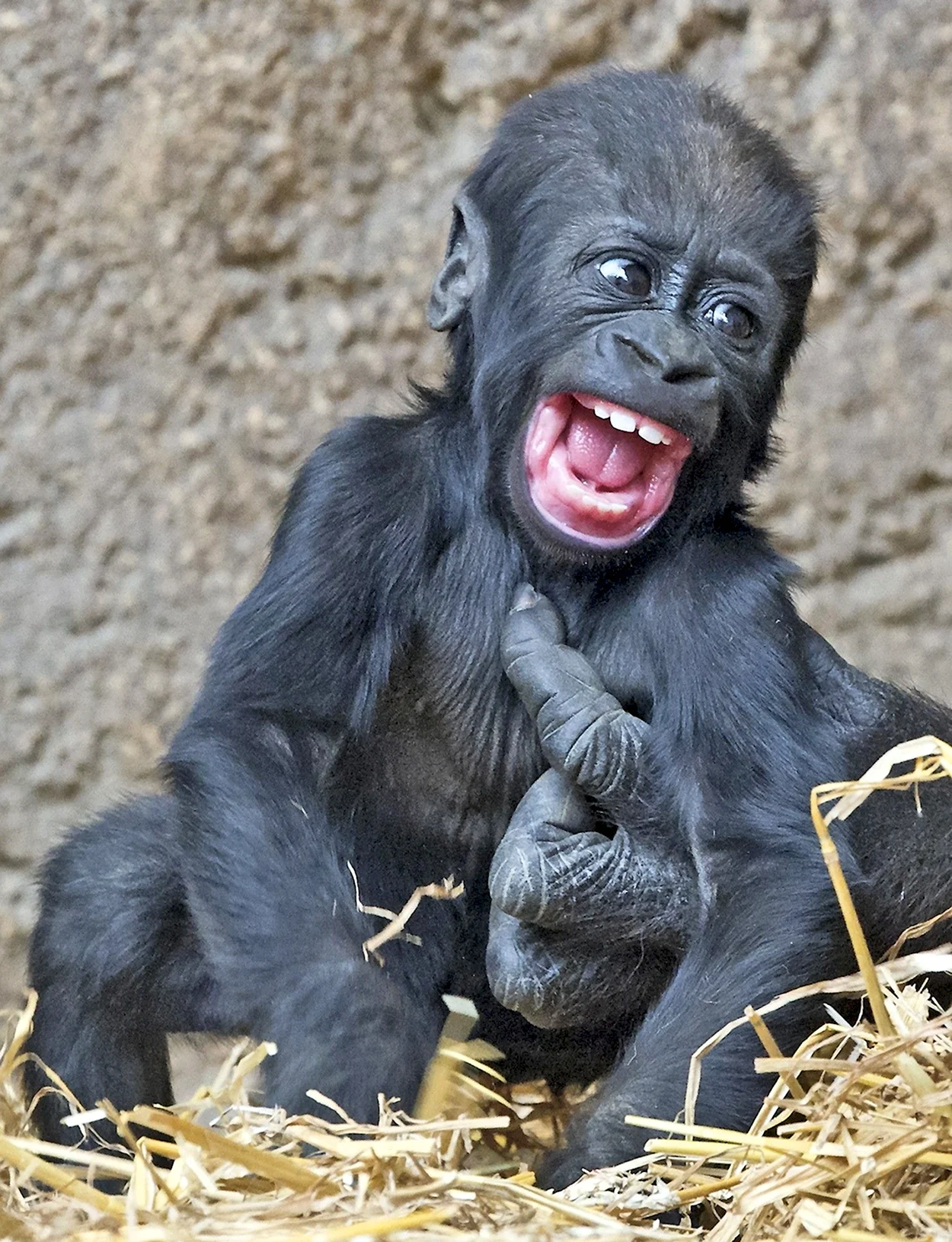 Маймун горилла. Красивое животное