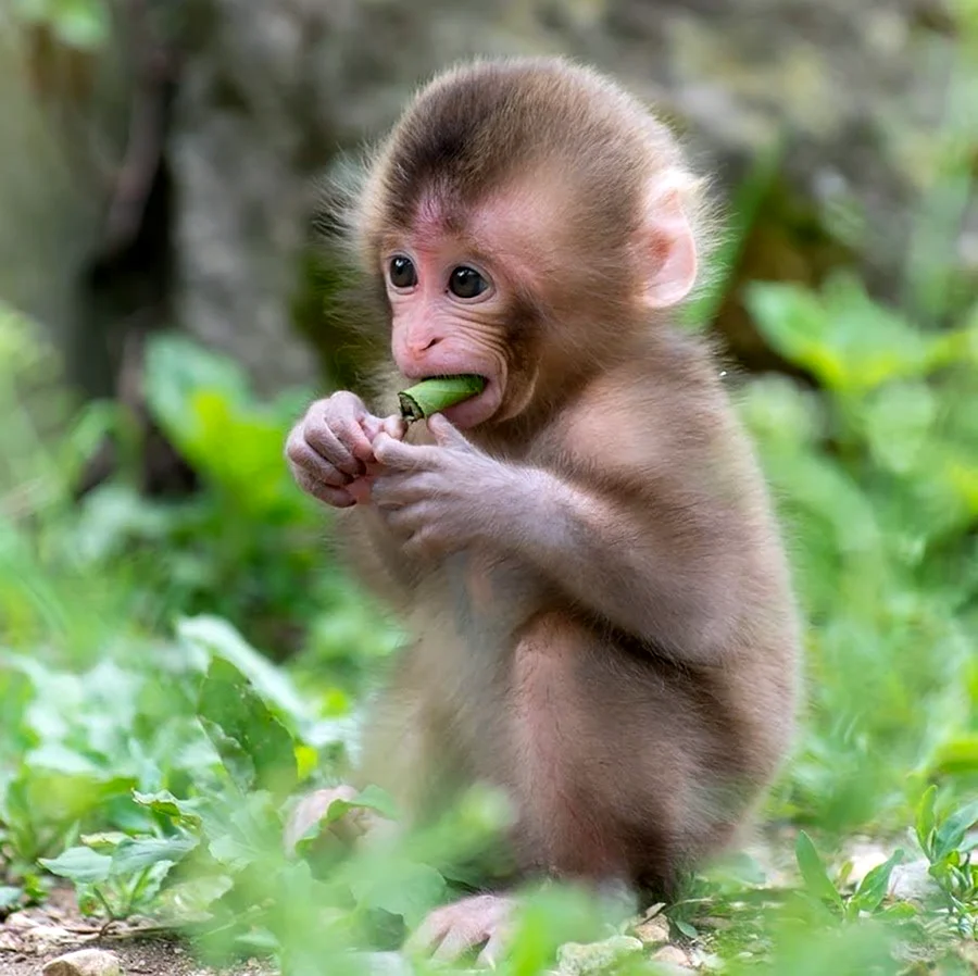 Маймун макаки. Красивое животное