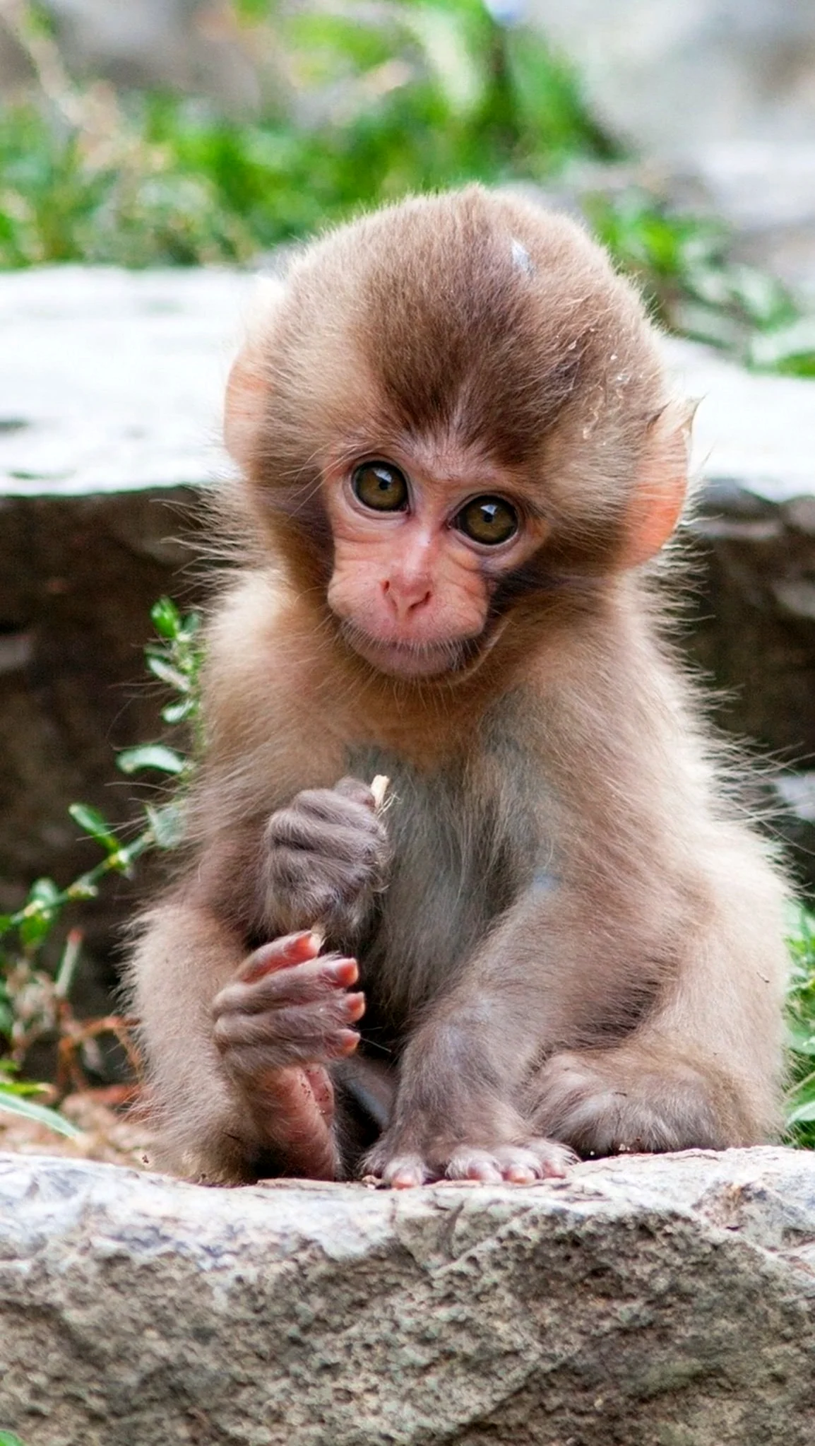 Маймун макаки. Красивое животное