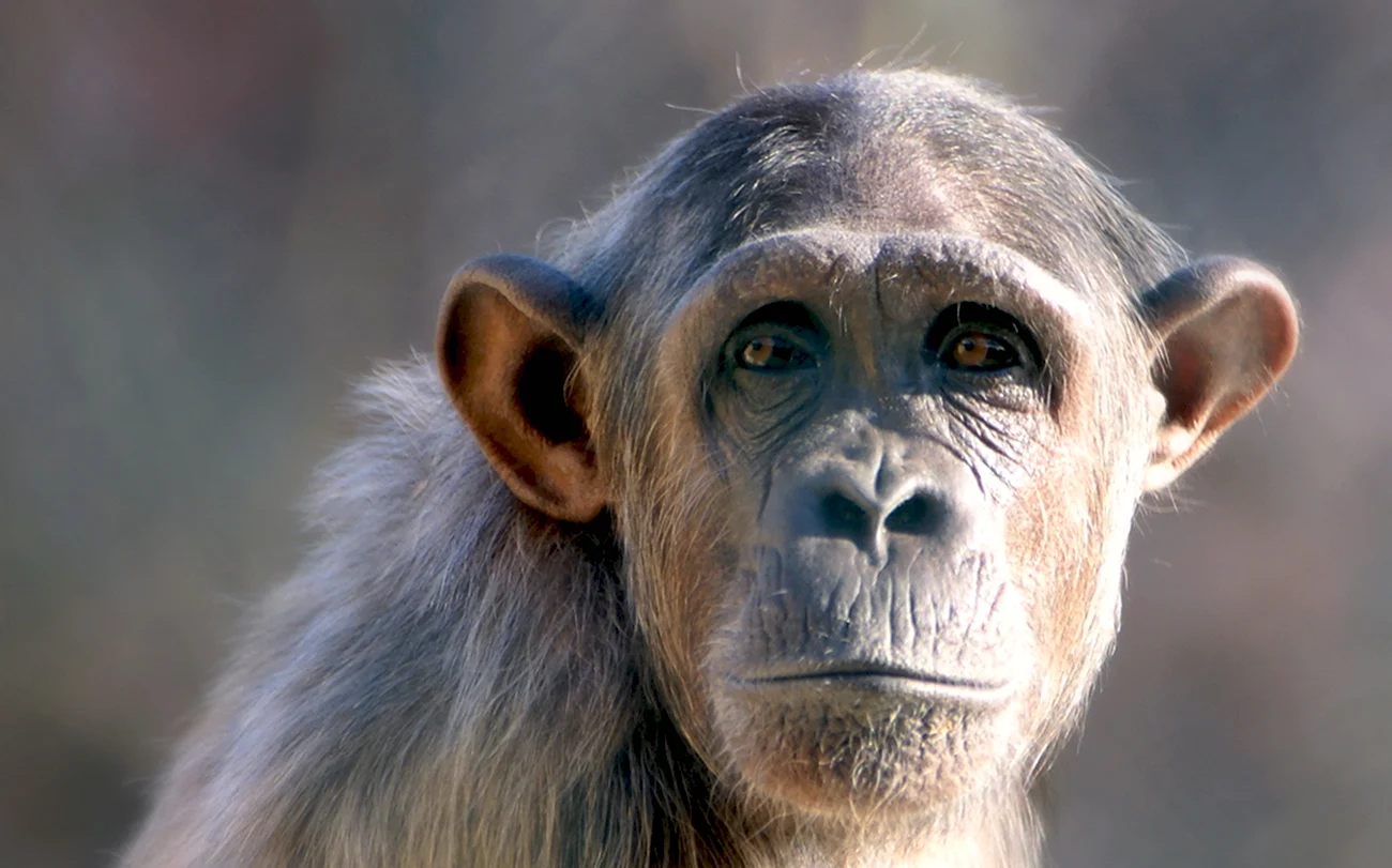 Маймун шимпанзе. Картинка