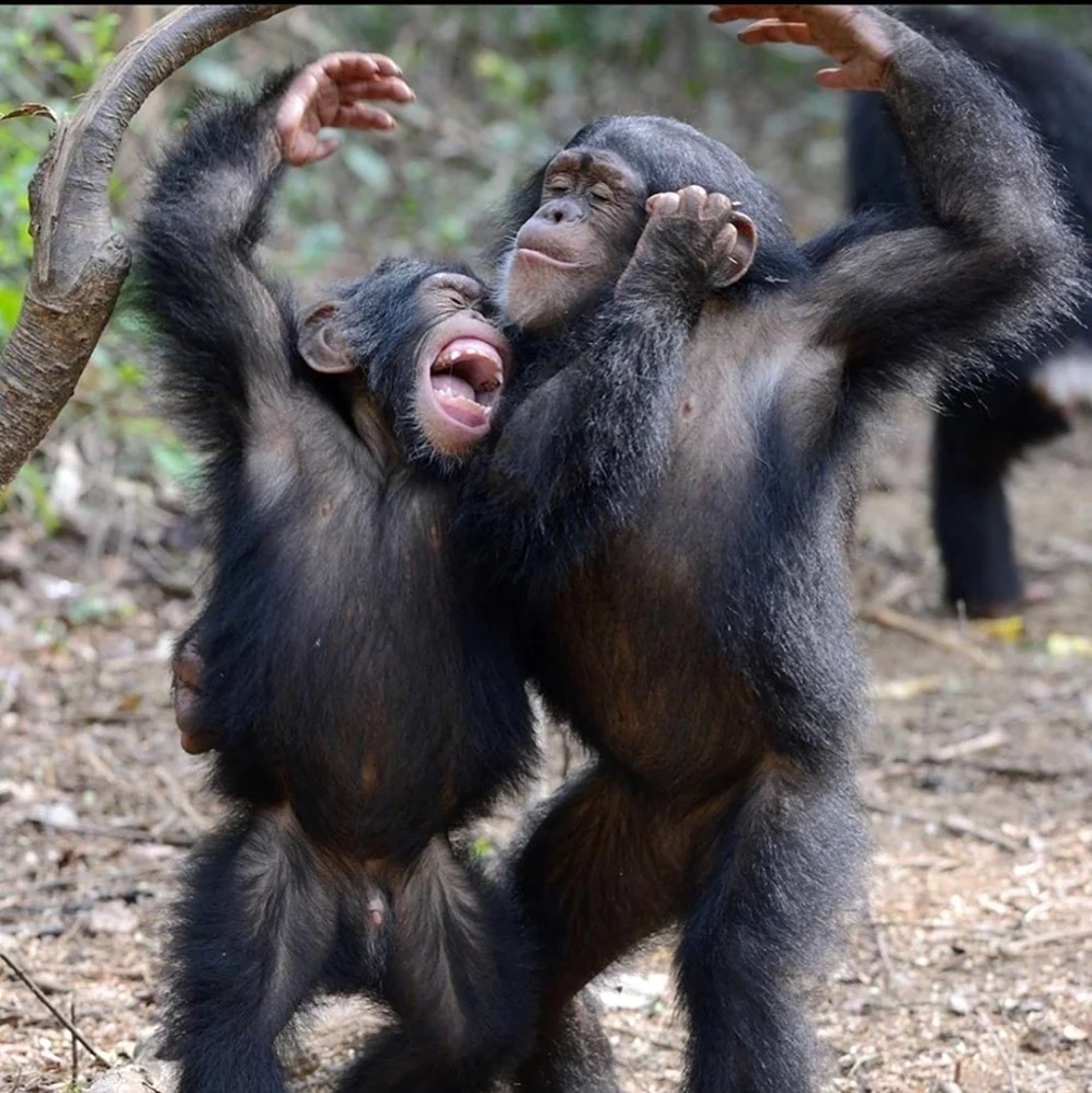 Макакян Шимпанидзе. Красивое животное