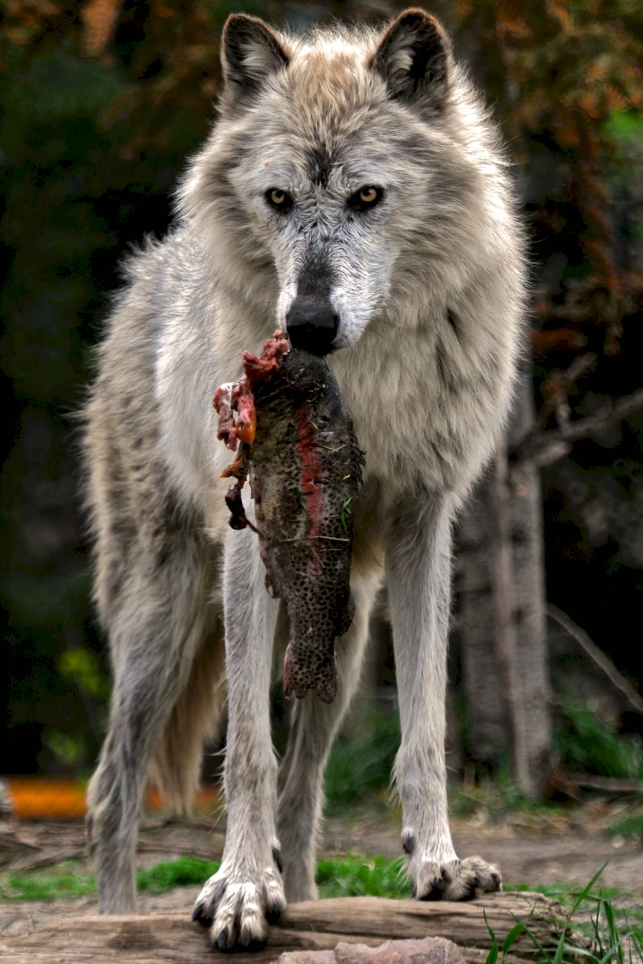 Макензенский волк. Красивое животное
