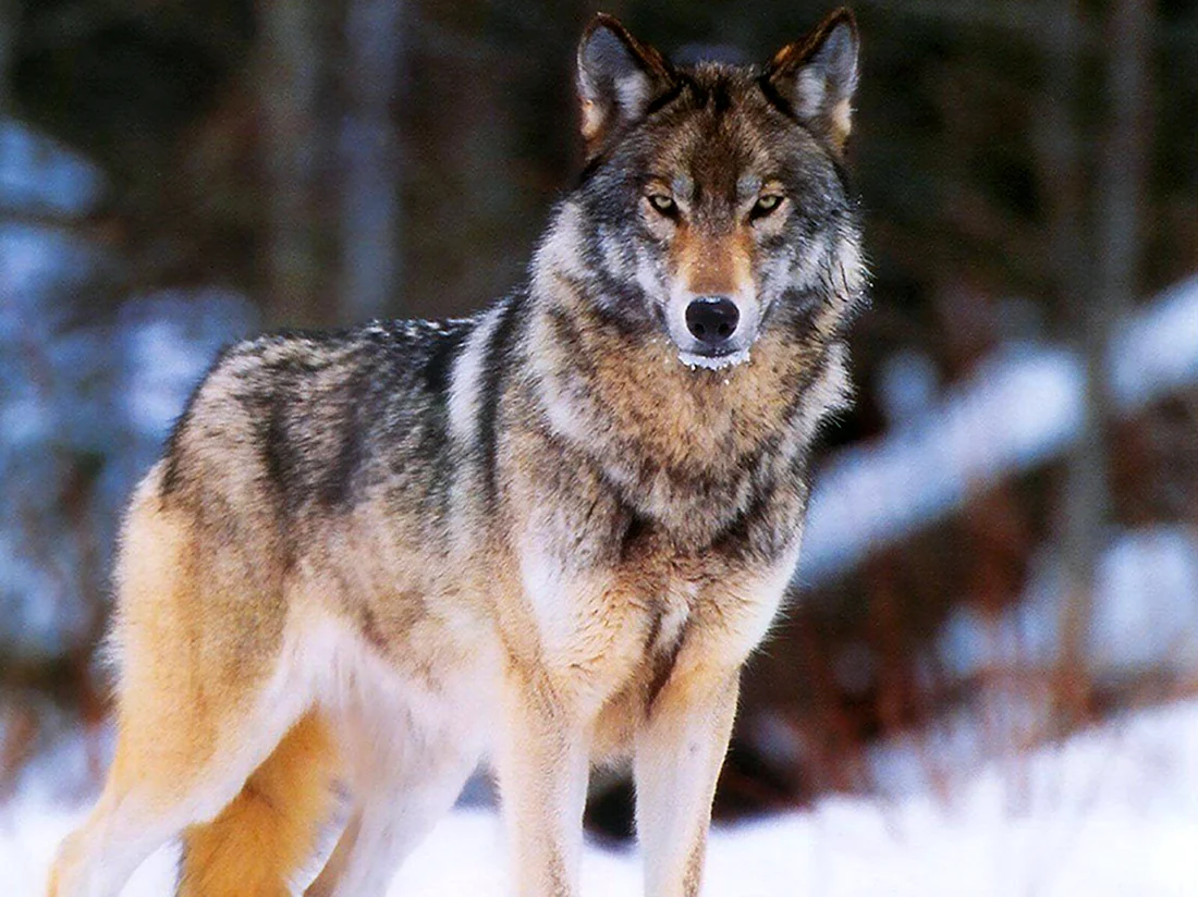 Макензенский волк. Красивые картинки животных