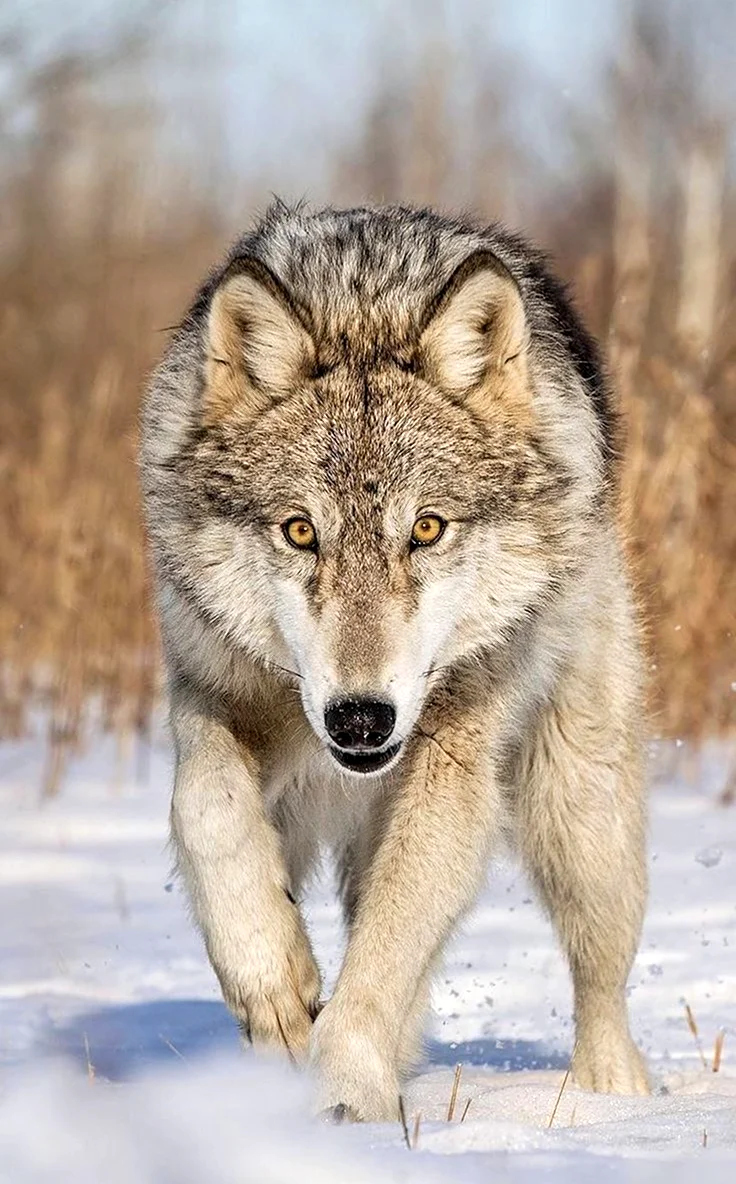 Макензенский волк. Красивые картинки животных