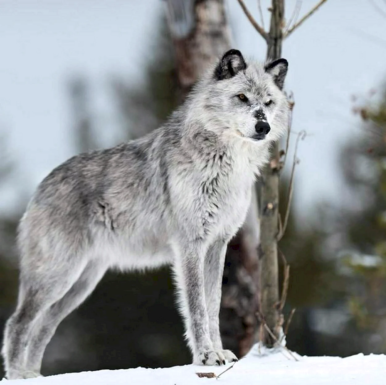 Макензенский волк окрасы. Красивое животное